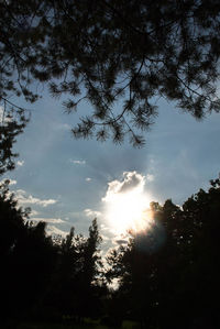 Low angle view of silhouette trees against sky during sunset