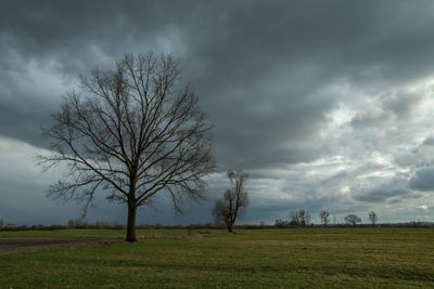 Oak tree without leaves, gray clouds on the sky, spring view