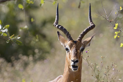 Close-up of gazelle