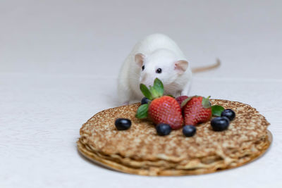 Close-up of a rabbit in plate