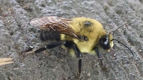 Close-up of insect on rock