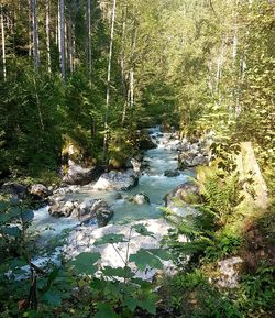 Scenic view of river in forest