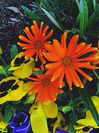 Close-up of orange flowering plant in park