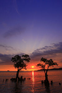 Silhouette trees by sea against sky during sunset