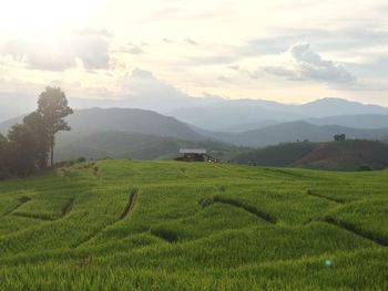 Scenic view of agricultural field against sky