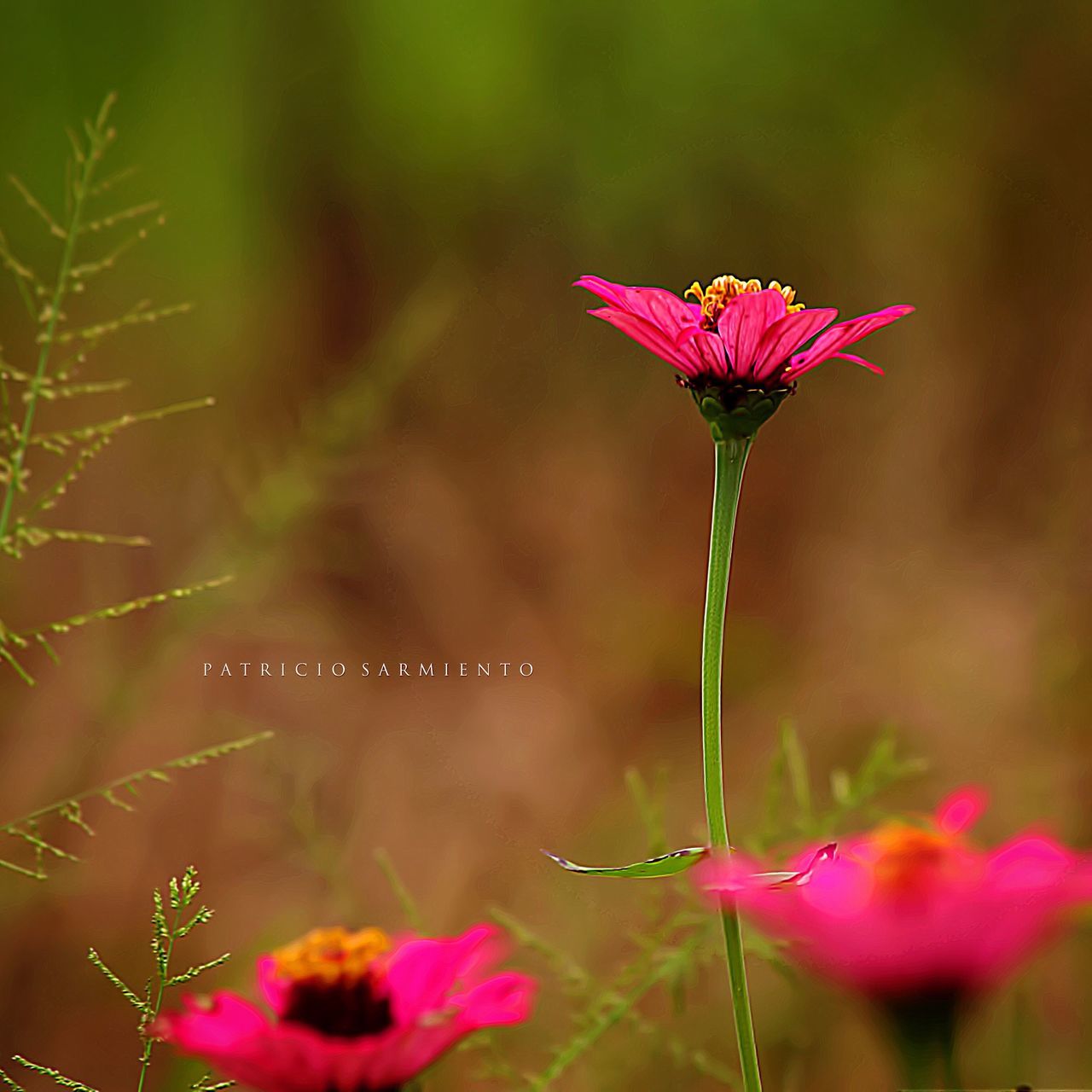 CLOSE-UP OF PINK FLOWERS BLOOMING