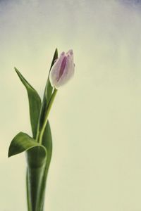 Close-up of flowers