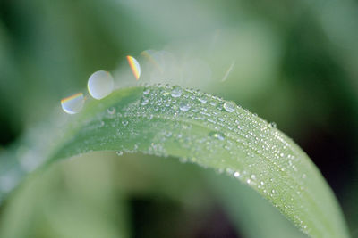 Close-up of raindrops on plant