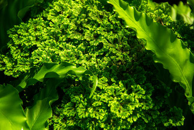 Close-up of fresh green plants