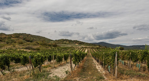 Vineyard against sky