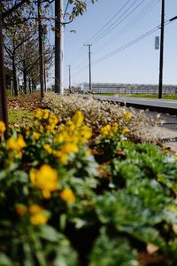 Yellow flowers growing against clear sky