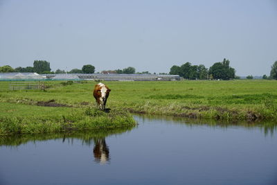 Horse standing in a field