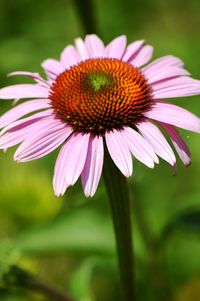 Close-up of pink flower