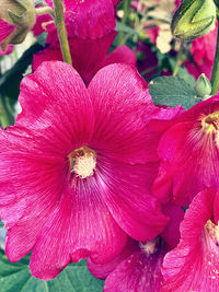 Close-up of pink hibiscus