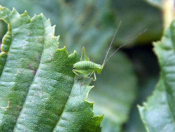 Close-up of green insect on leaf