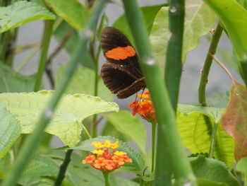 Close-up of butterfly on orange flower blooming outdoors