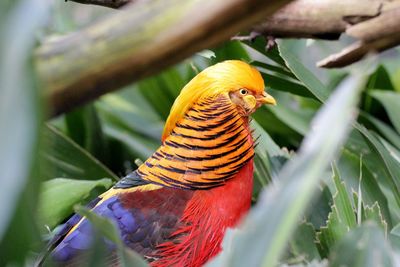 Close-up of parrot perching on tree