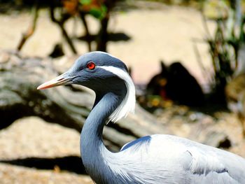 Close-up of bird