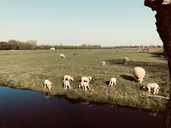 Flock of sheep on a field