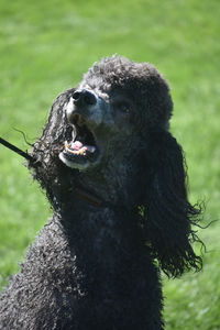 Adorable black poodle looking at the sky