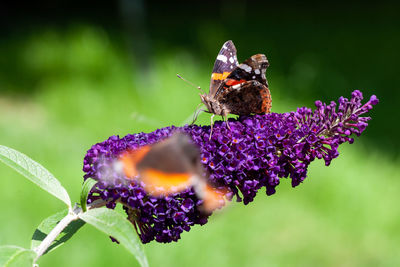 Close-up of butterfly pollinating on purple flower