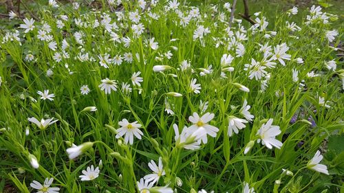 Close-up of white flowering plants on field