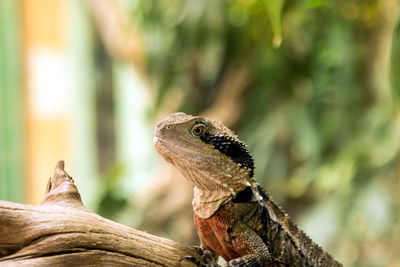 Close-up of lizard