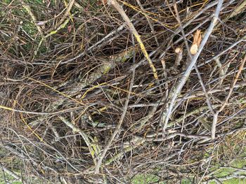 Full frame shot of dry plants on field in forest