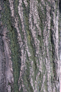 Full frame shot of tree trunk