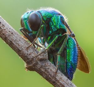 Close-up of grasshopper on a tree