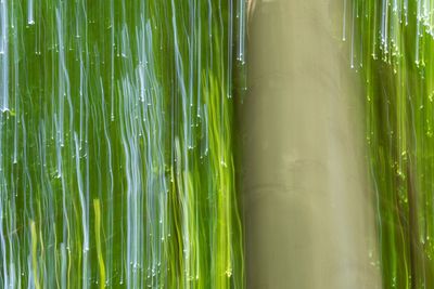 Full frame shot of bamboo plants