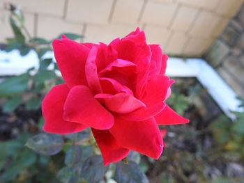 Close-up of flower blooming outdoors