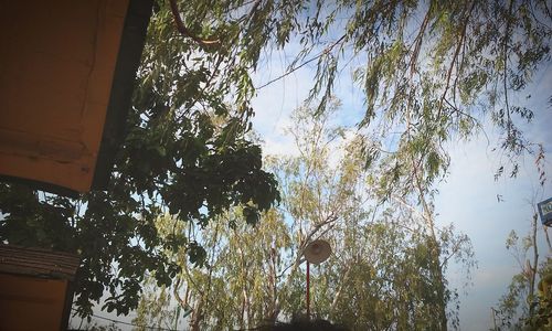 Low angle view of trees against sky