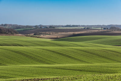 Scenic view of agricultural field against clear sky