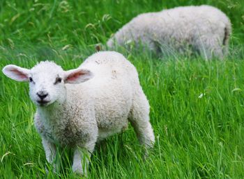 Portrait of sheep on field