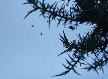 Low angle view of tree branch against sky