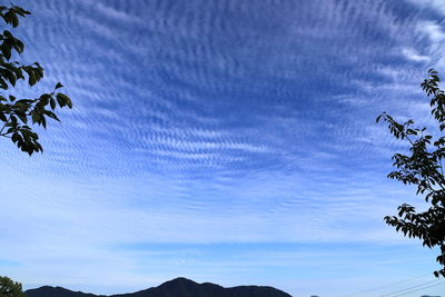 Low angle view of silhouette trees against blue sky