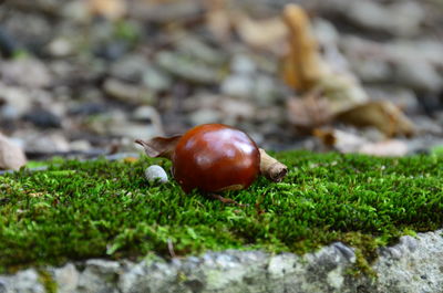 Close-up of crab on grass