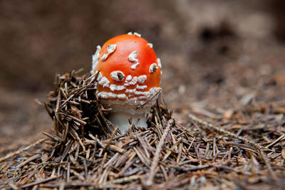 Close-up of a mushroom