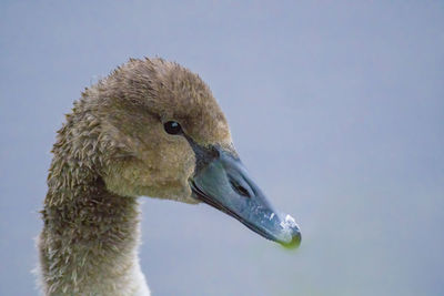 Close-up of swan on lake