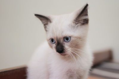 Close-up portrait of white cat at home