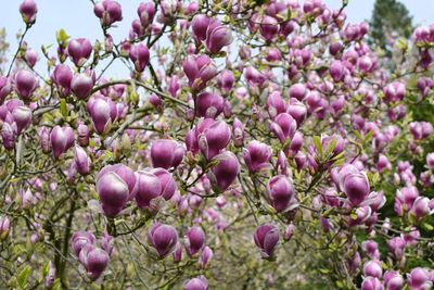 Close-up of pink flowering plants