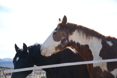 Low angle view of horse in ranch against sky