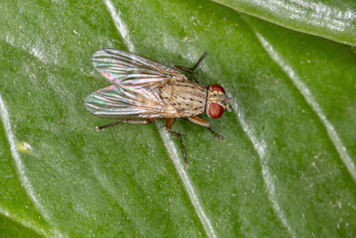 Close-up of fly on leaf