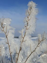 Low angle view of frozen plants against sky