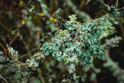 Close-up of lichen growing on branch