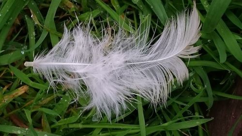 High angle view of feather on grass