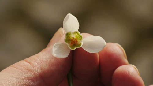 Close-up of hand holding flower