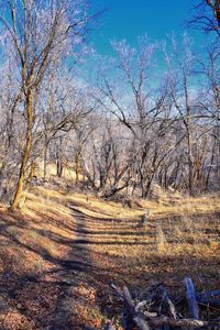 Bare trees in forest against sky