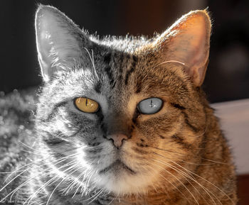 Close-up portrait of a cat